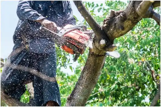 tree services Fairwood